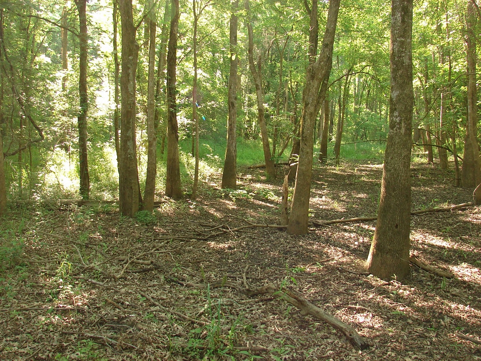 Bottomland hardwood forest ecosystem-2