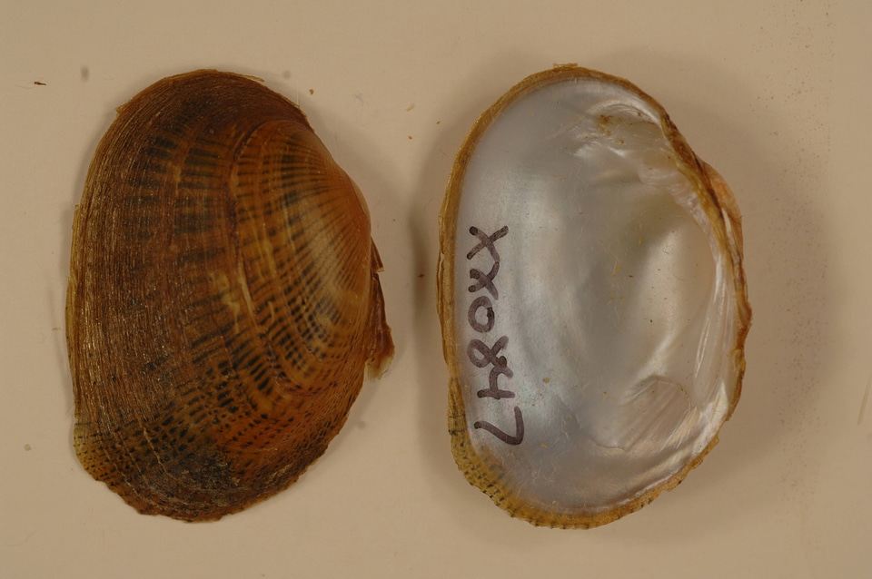 Epioblasma brevidens-1