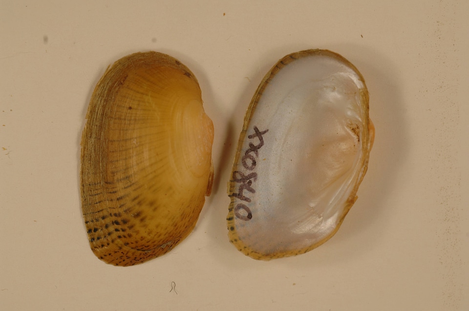 Epioblasma brevidens-1