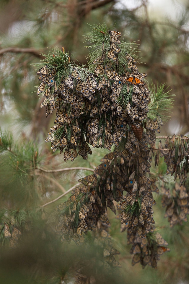 Monarch butterflies-1