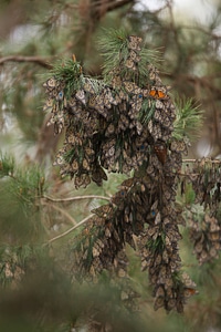 Monarch butterflies-1
