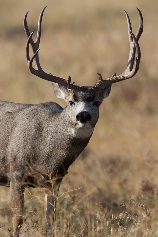 Mule deer buck with large antlers