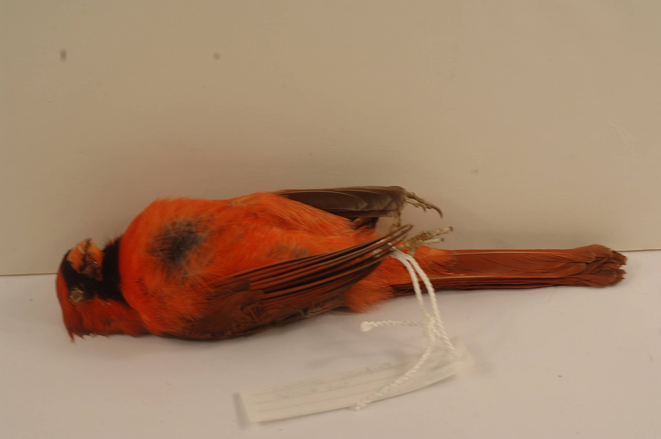 Cardinalis cardinalis-1