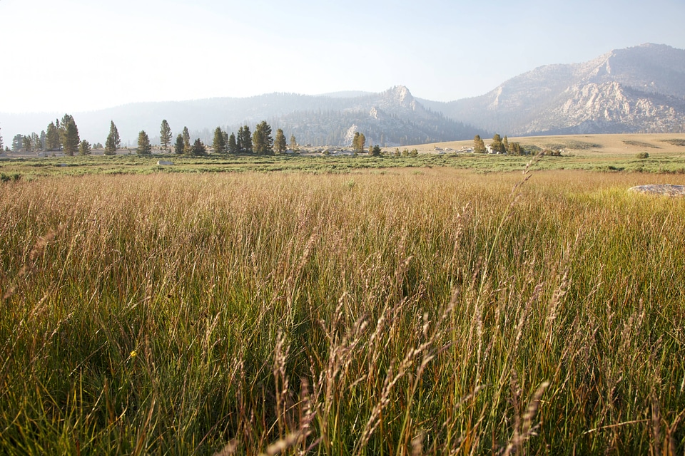 Sierra Nevada high alpine meadow-7