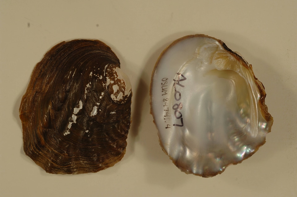 Amblema elliottii