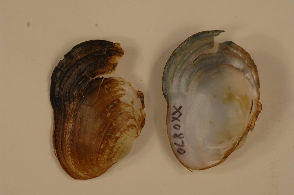 Epioblasma capsaeformis-1