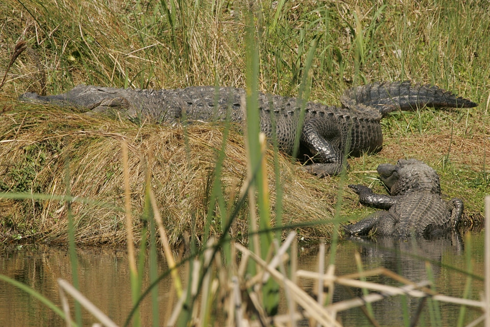 Alligators at Aransas National Wildlife Refuge