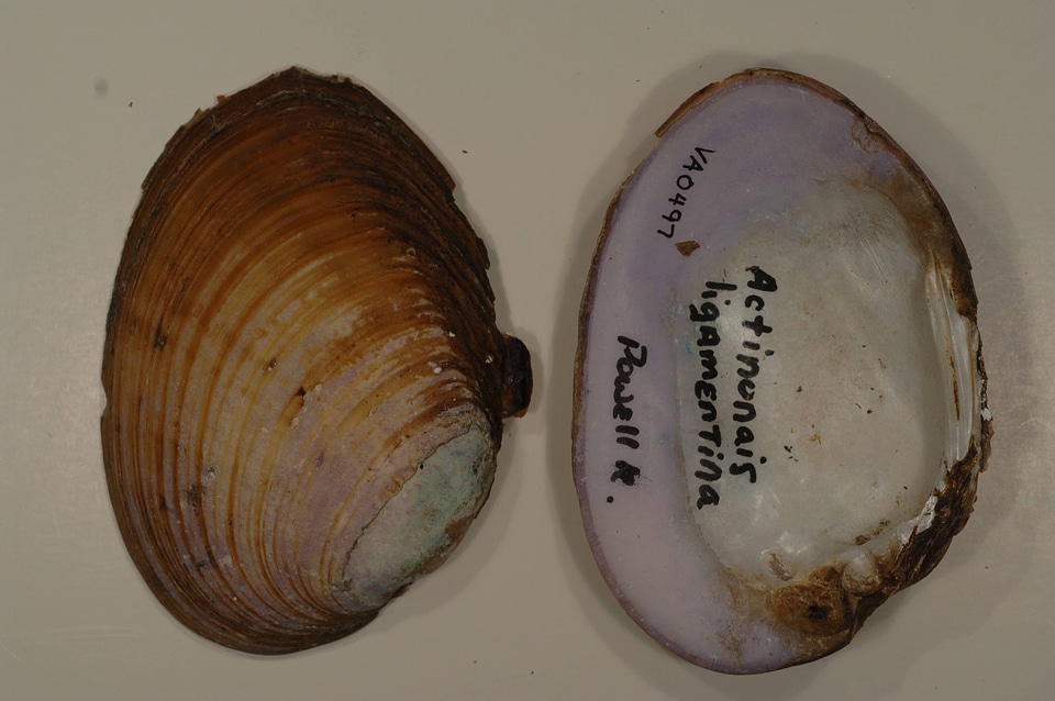 Ortmanniana ligamentina-1