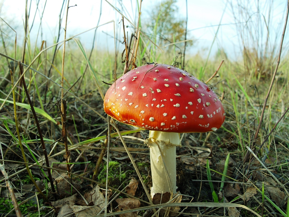 Autumn nature poison