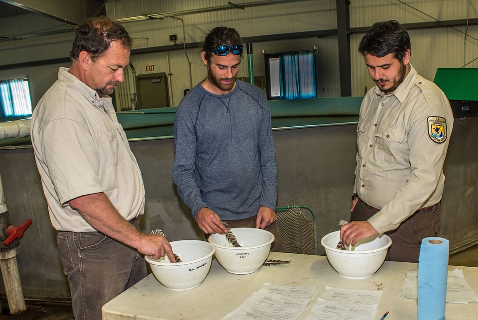 Hatchery workers stir pallid sturgeon eggs