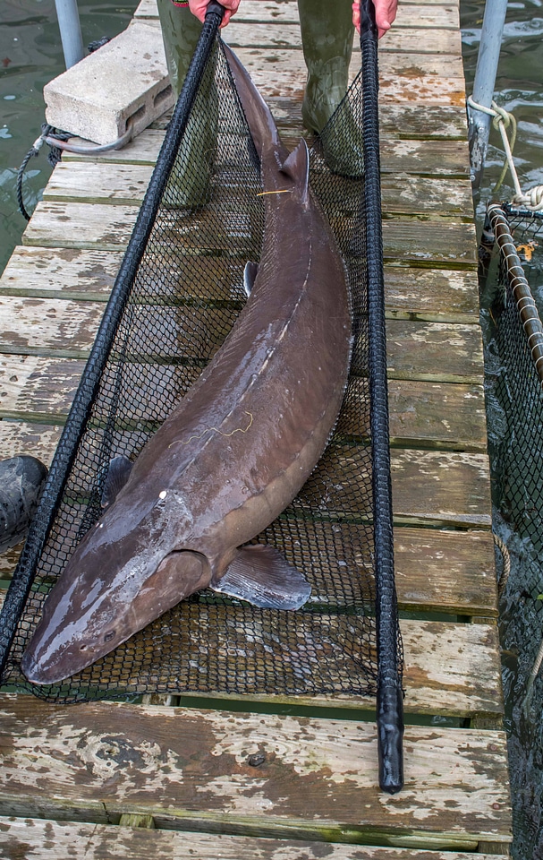 Close-up of Lake sturgeon