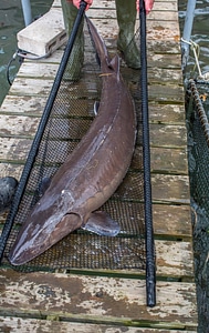 Close-up of Lake sturgeon