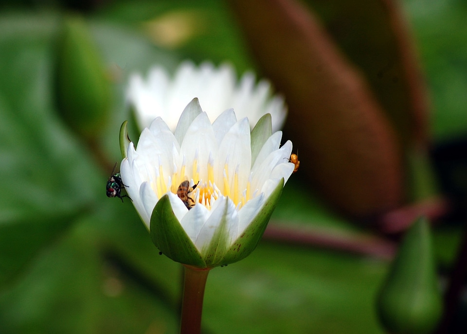 Petal floral blossoms