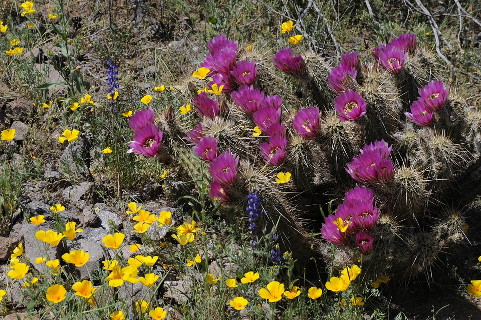 Barrel Cactus and Mexican Golden Poppy