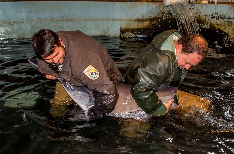 Hatchery workers spawning paddlefish-1