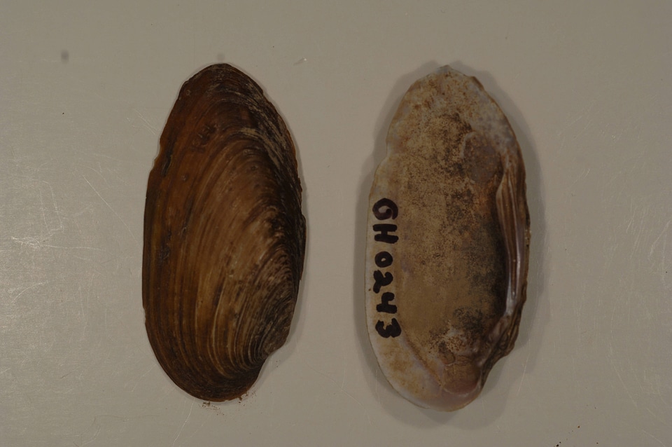 Elliptio dilatata-2