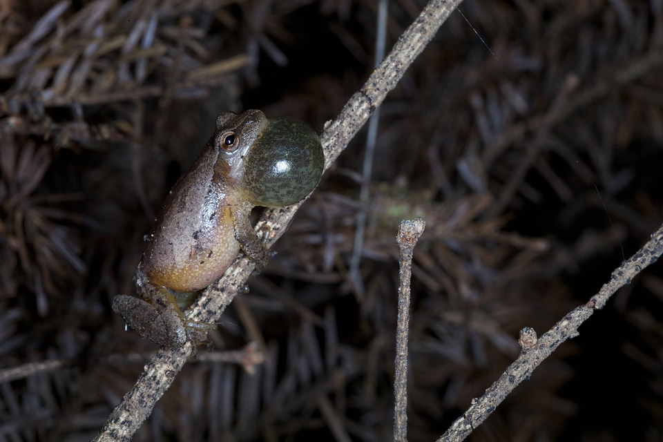 Northern Spring Peeper-1