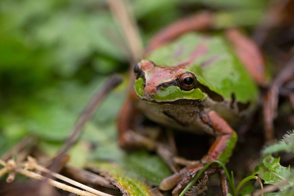 Pacific Chorus Frog