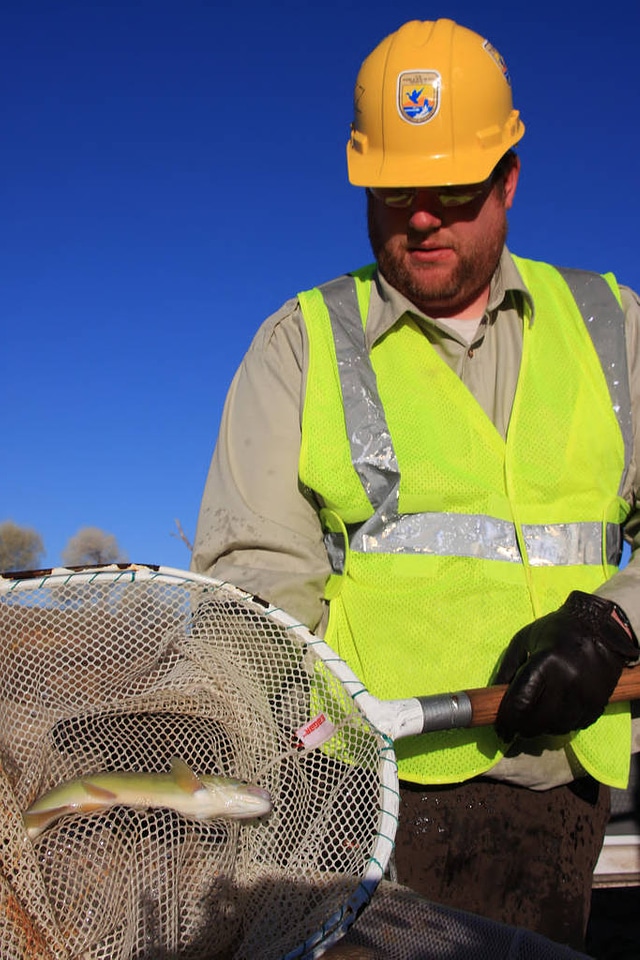 Transporting Gila trout into a 55-gallon drum