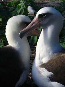 Laysan albatross pair photo