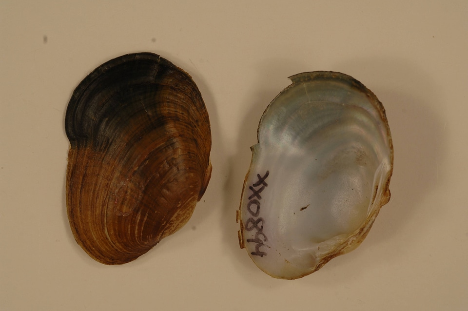 Epioblasma capsaeformis-3