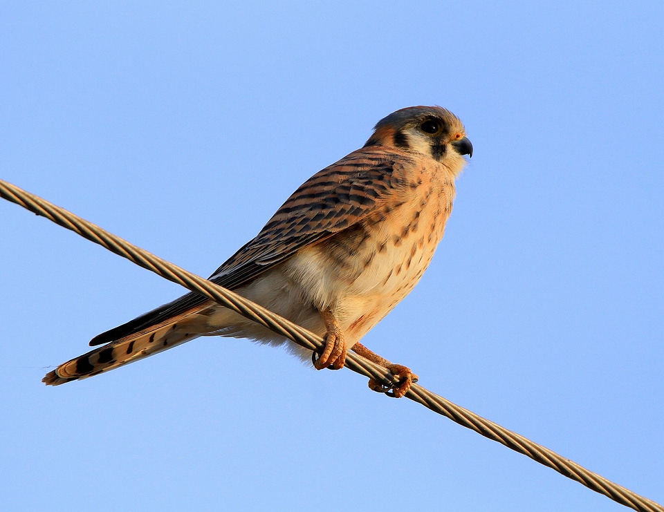 American Kestrel-2