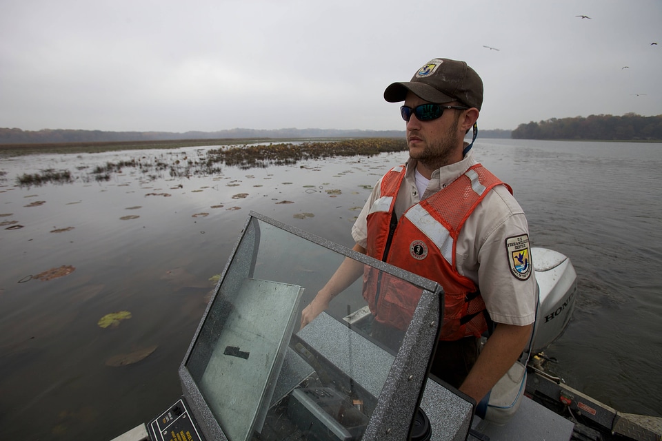 Electrofishing for Northern Snakehead-1