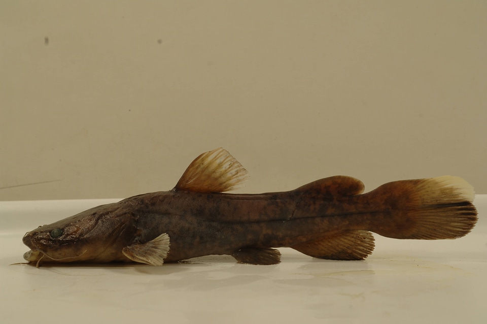 Pylodictis olivaris-1