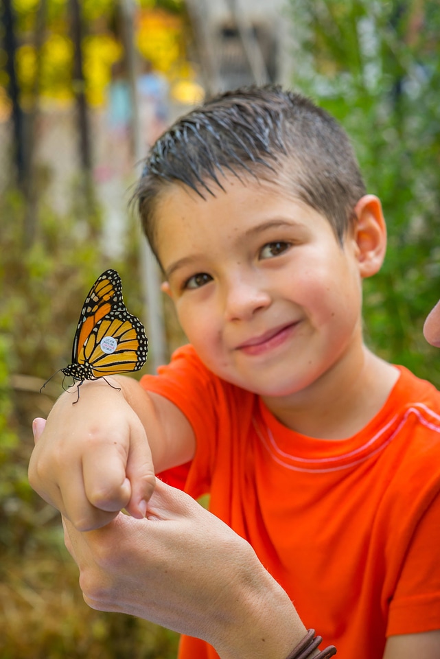 Little boy shows off tagged monarch