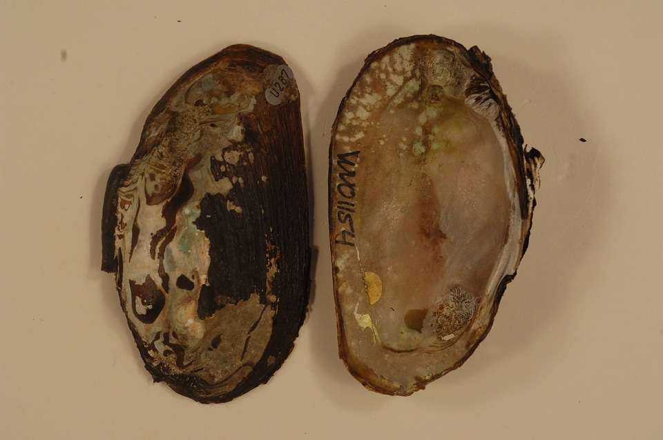 Elliptio complanata-1