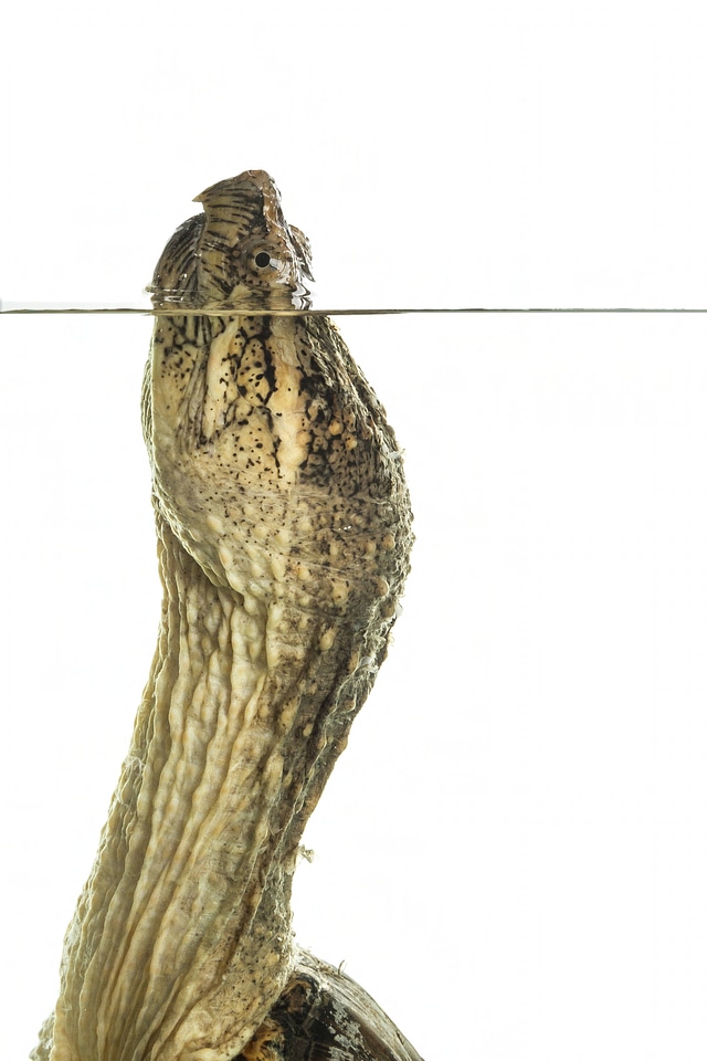 Common snapping turtle-1