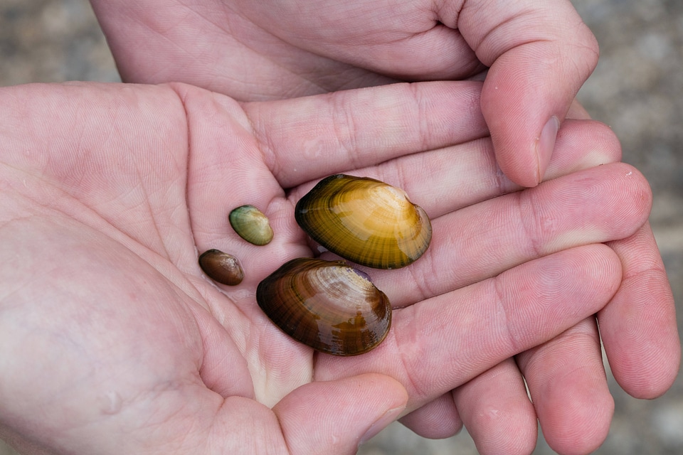 Tennessee Bean-2