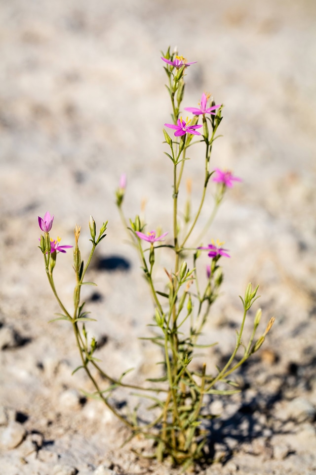 Spring-loving centaury-1