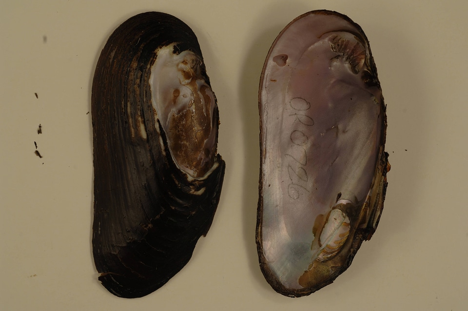 Margaritifera falcata-1