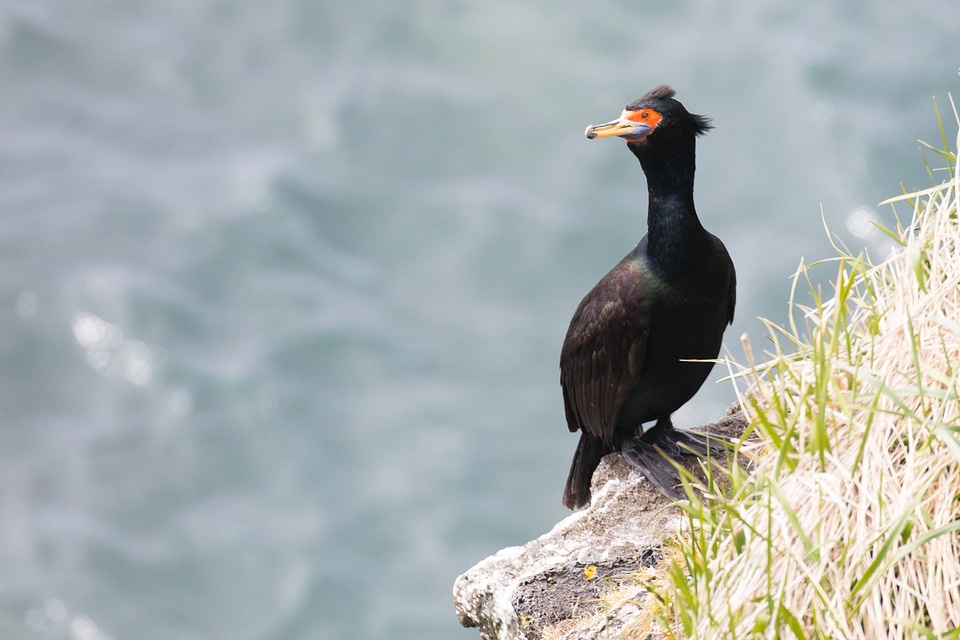 Red-faced cormorant-1