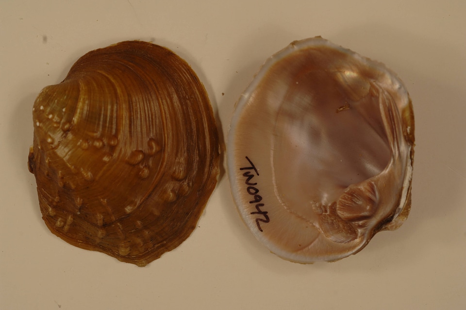 Cyclonaias tuberculata-2