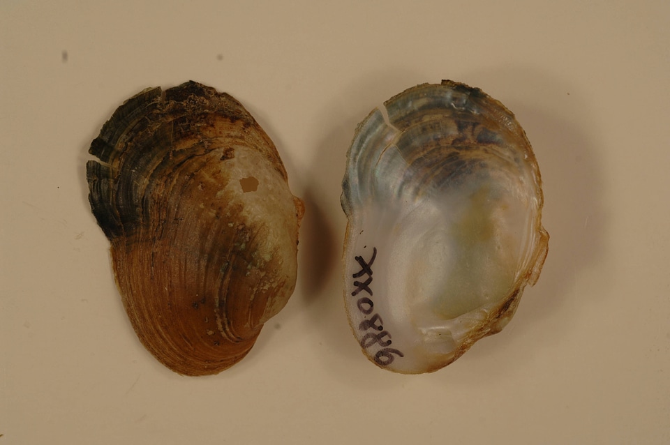 Epioblasma capsaeformis-2