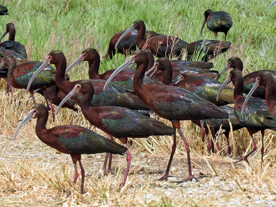 Group of White-faced Ibis