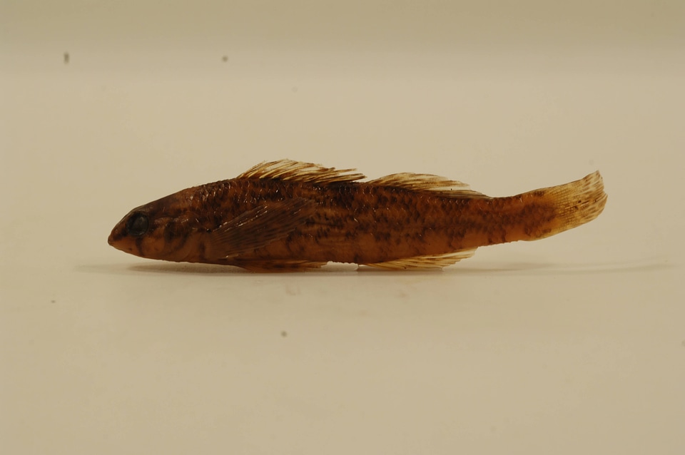 Etheostoma zonale-1