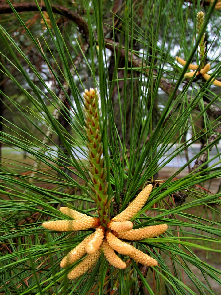 Loblolly pine catkins