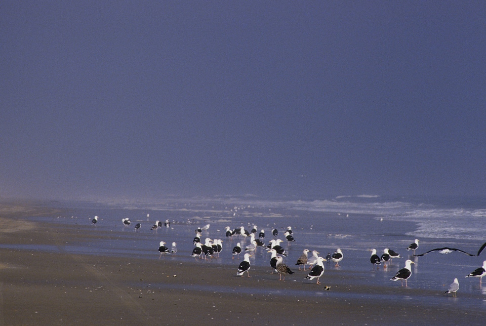 Black-backed gulls at shoreline