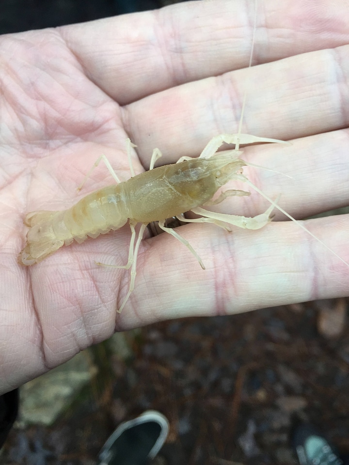Woodville Karst Cave crayfish-1