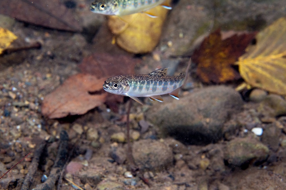 Young brook trout  with fall leaves in water-2