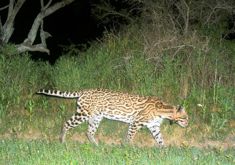Ocelot