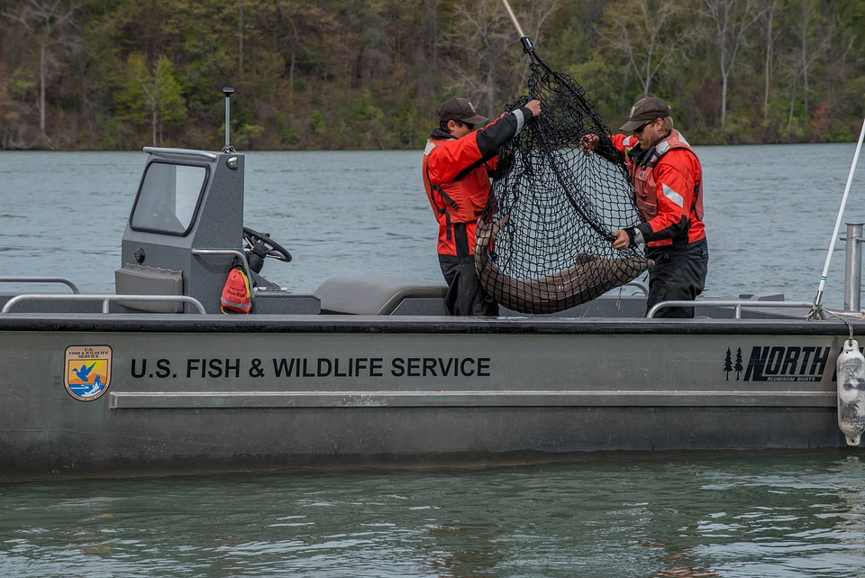 USFWS Fisheries crew in boat preparing for lake sturgeon field work-2