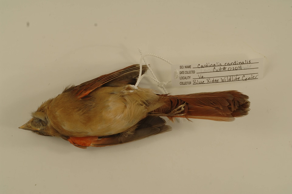 Cardinalis cardinalis-1
