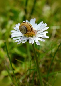 Summer close up macro