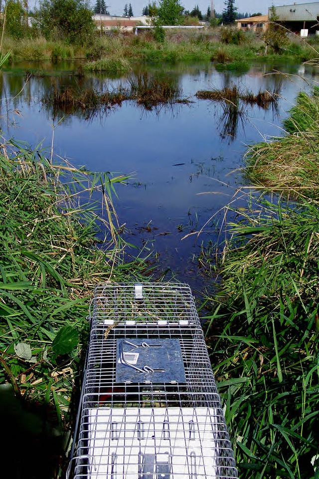 Nutria is released Back Into the Water