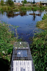 Nutria is released Back Into the Water
