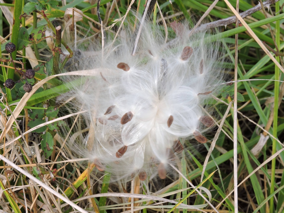 Common Milkweed seeds